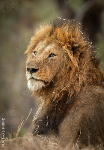 Vertical portrait of a male lion looking alert in Kruger Park in South Africa