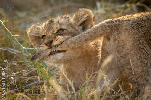Foto Horizontal portrait of a naughty lion cub biting on its brother's tail with its