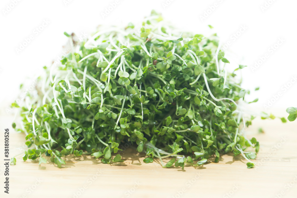 Fresh broccoli seeds sprout grown at home. Fresh broccoli seeds sprout grown at home.