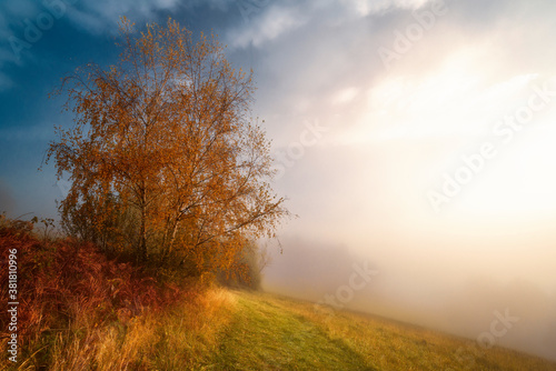 landscape with trees © Bogdan
