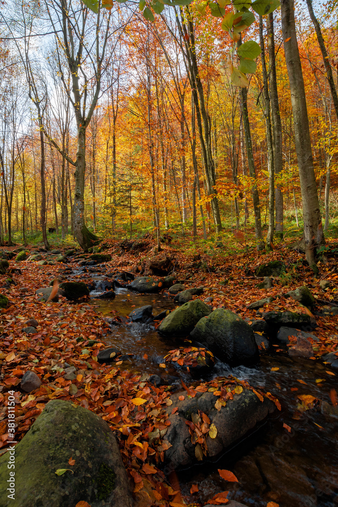 brook in the forest. wonderful nature scenery on a sunny autumnal day. trees in colorful foliage. water stream among the rocks and fallen leaves on the ground brook in the forest. wonderful nature scenery on a sunny autumnal day. trees in colorful foliage. water stream among the rocks and fallen leaves on the ground