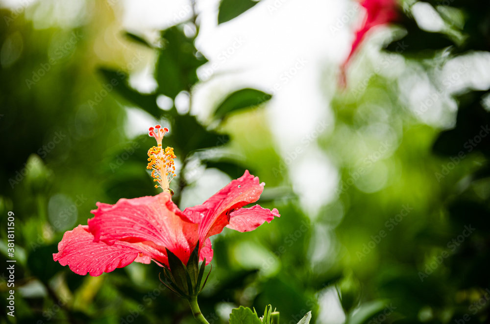 Flores Flores