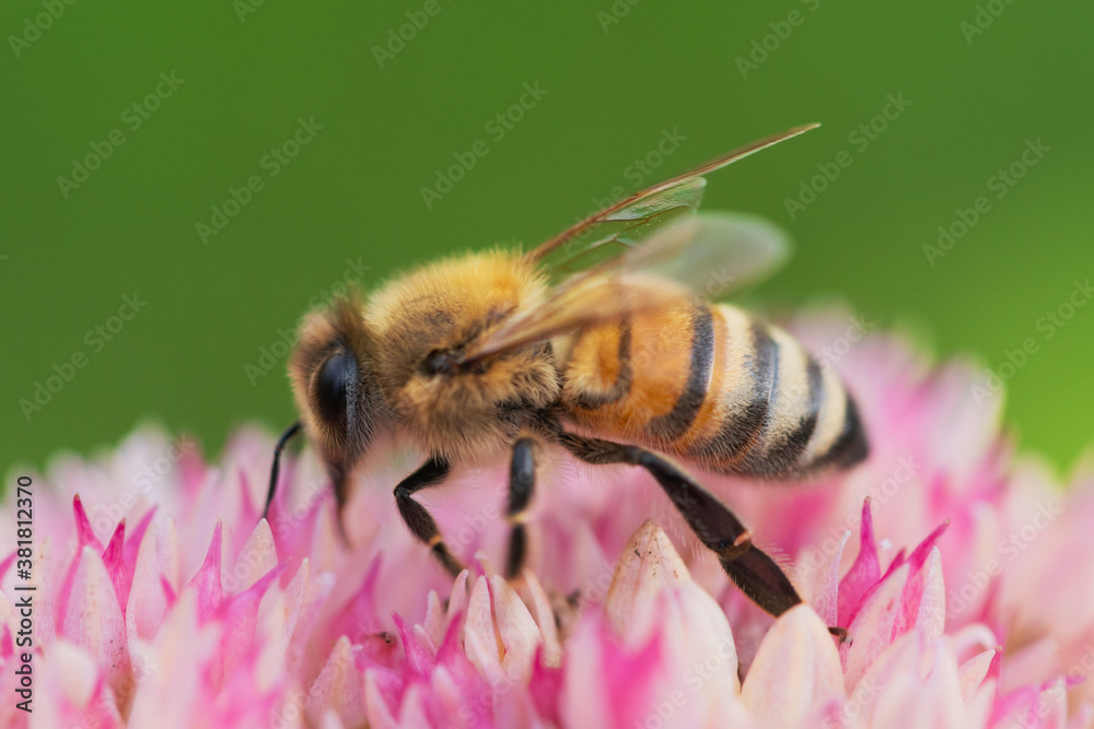 Honey bees collect pollen Spiraea flower. Macro shot. Honey bees collect pollen Spiraea flower. Macro shot.