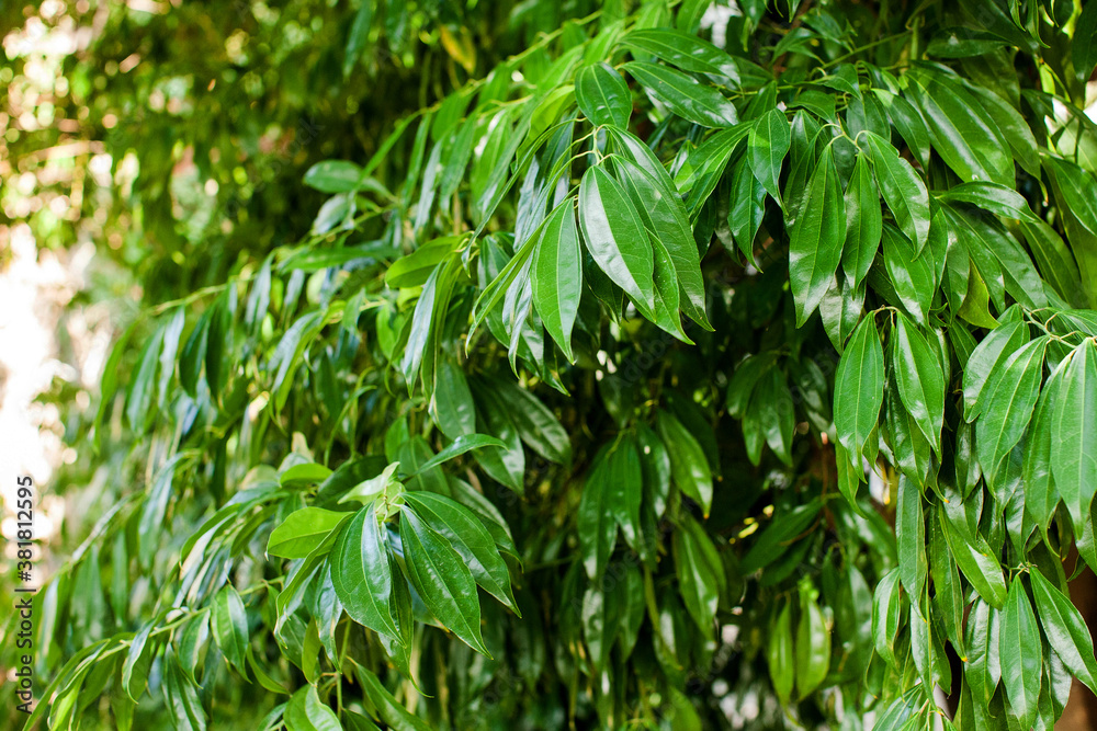 Bay leaf Bush. Green juicy Bay leaves.
