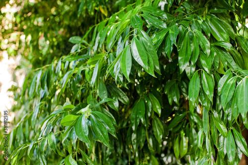 Bay leaf Bush. Green juicy Bay leaves.