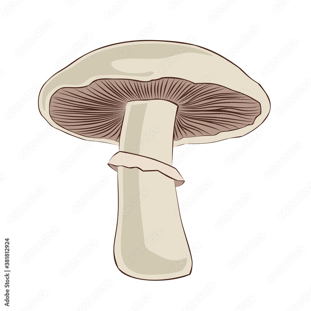 The Symbol of white forest champignon.
The Symbol of white forest champignon.