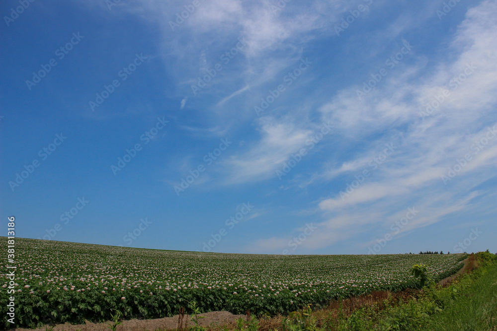 ジャガイモ畑と青空
