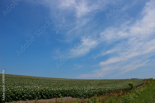 ジャガイモ畑と青空 