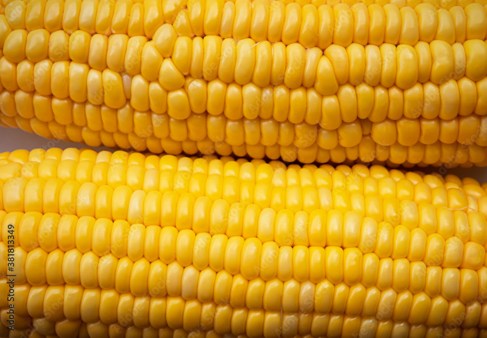 texture of fresh natural corn cobs texture of fresh natural corn cobs