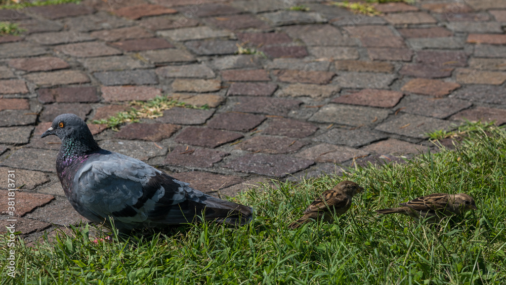 Obraz premium Taube und Spatzen