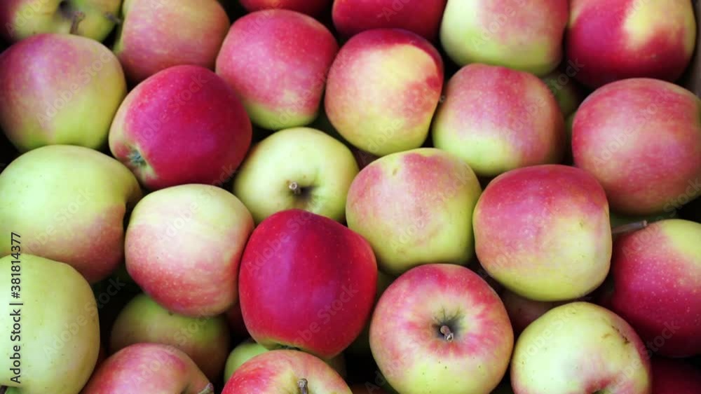 Red apples autumn harvest close up Red apples autumn harvest close up