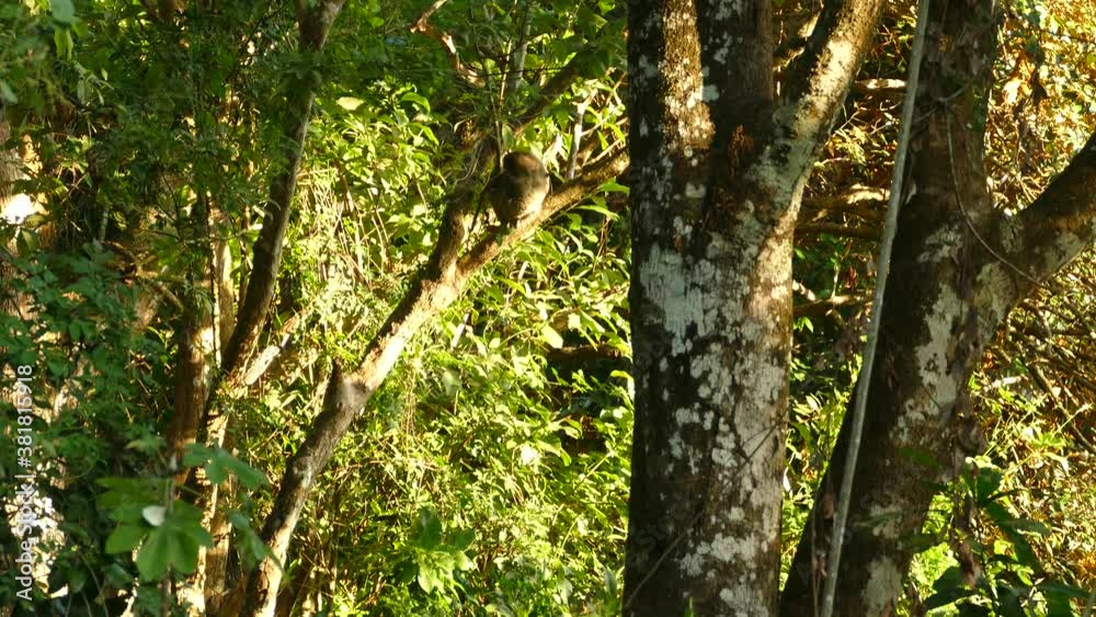 Steady smooth tilt up shot of rainforest jungle of Panama with a sloth in it Steady smooth tilt up shot of rainforest jungle of Panama with a sloth in it