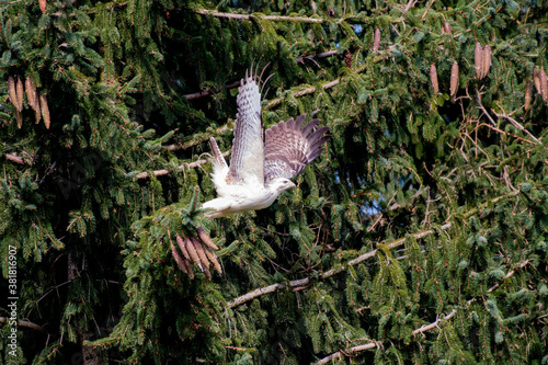 blonde buzzard flying along pine tree