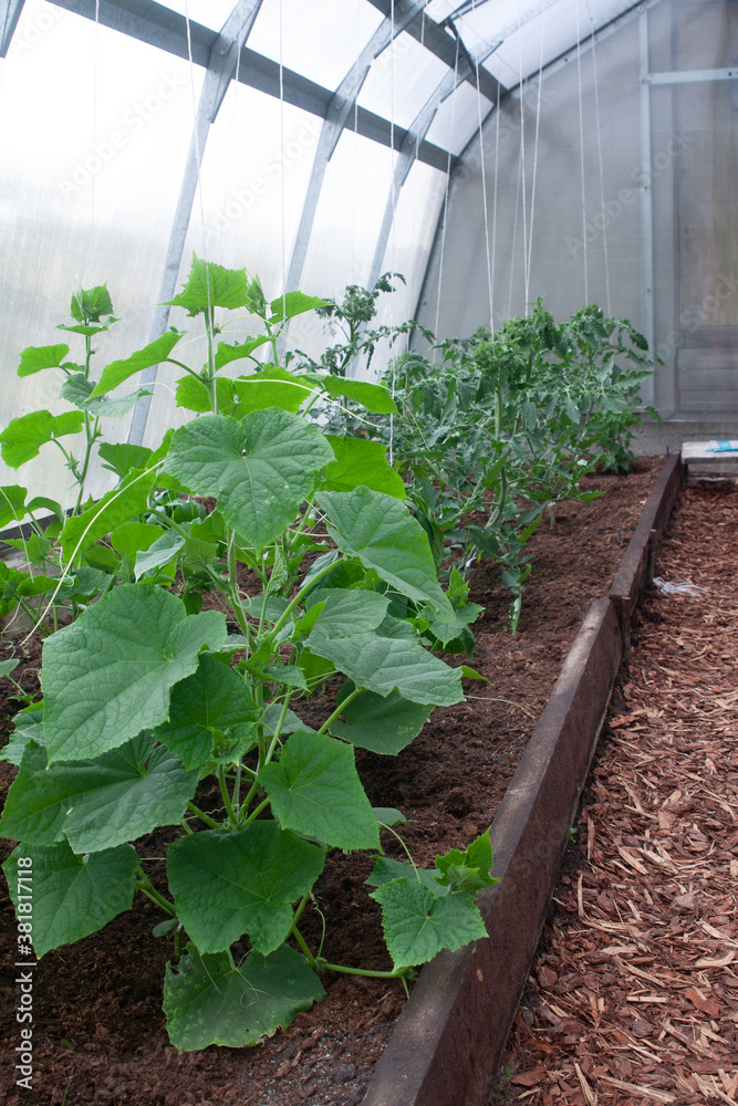 Naklejka premium Cucumber and tomato plants growing in a greenhouse