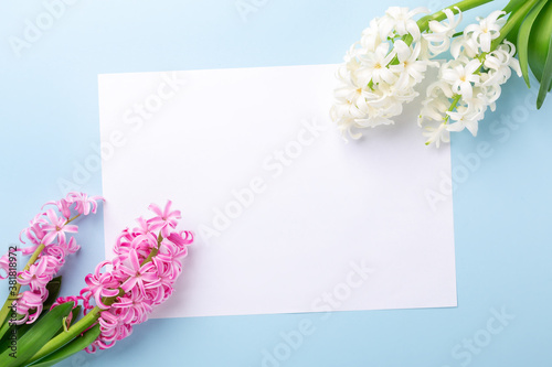 Spring composition with pink and white hyacinths and blank paper on blue background. Copy space. Top view