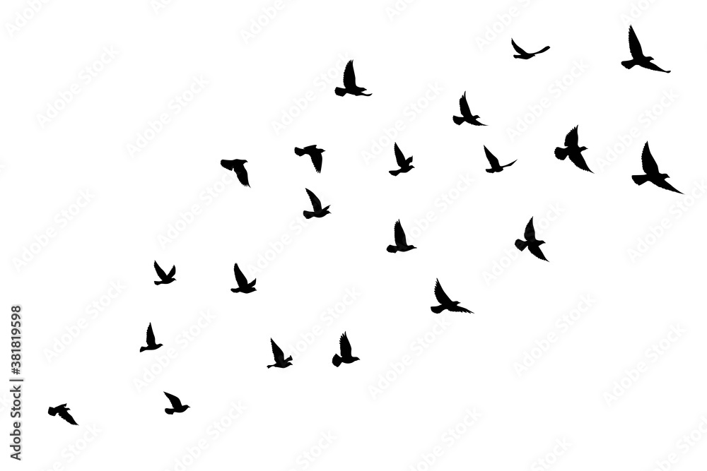 Εκτύπωση καμβά Flying birds silhouettes on isolated background