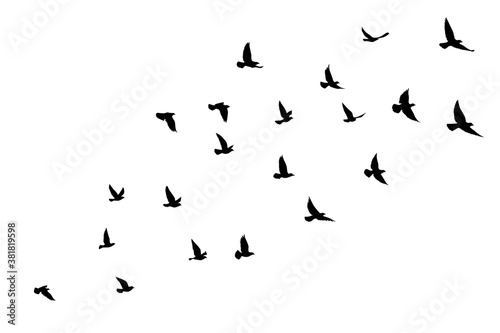 Flying birds silhouettes on isolated background. Vector illustration. isolated bird flying. tattoo and wallpaper background design. © SeemaLotion
