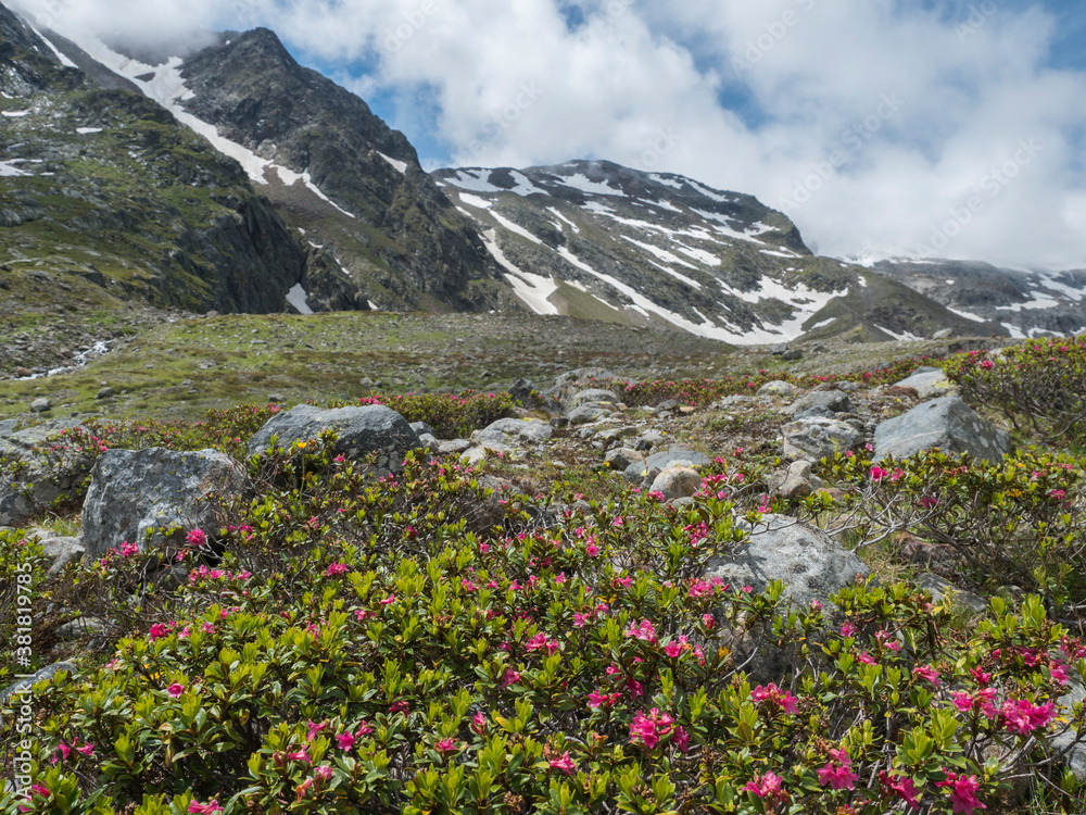 Fototapeta premium Summer view of alpine landscape with snow-capped mountain peaks and pink blooming Rhododendron flowers. Tyrol, Stubai Alps, Austria