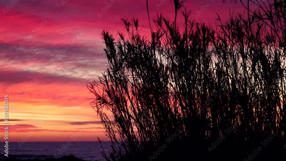 Beach plant reeds against background of red sunrise sky. Coast landscape in Spain. Beach plant reeds against background of red sunrise sky. Coast landscape in Spain.