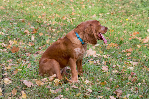Cute russian spaniel is sitting on a autumn foliage in the park. Pet animals.