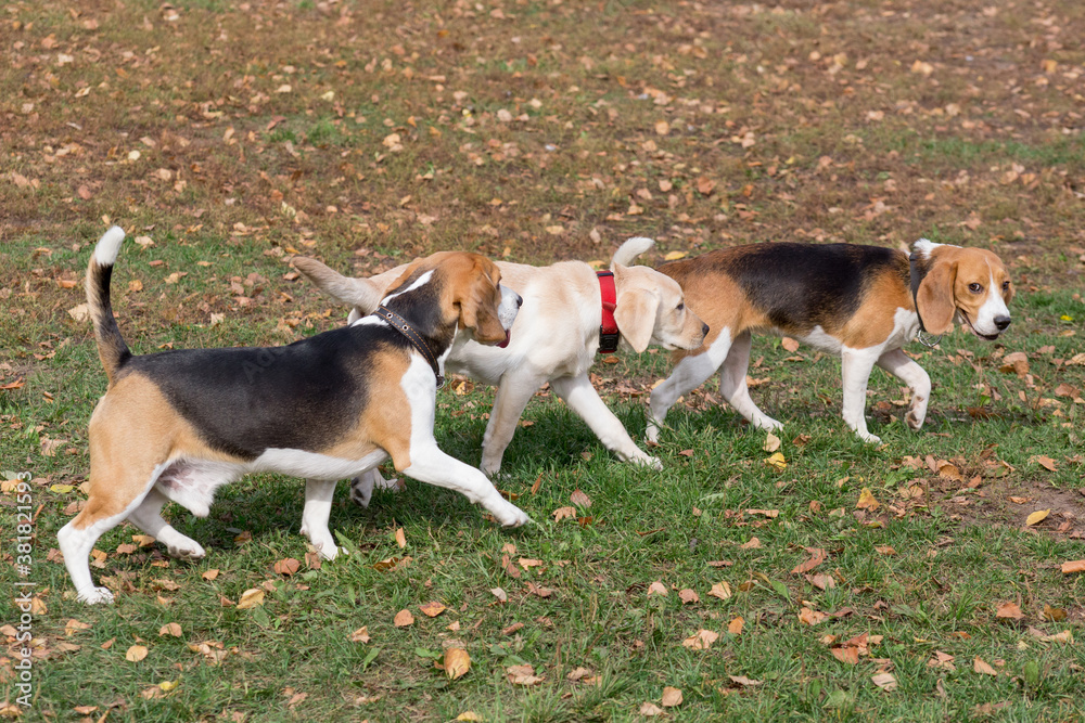 Two cute english beagle puppies and labrador retriever puppy are walking in the autumn park. Pet animals.