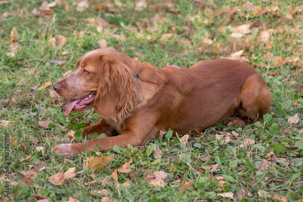 Obraz premium Cute russian spaniel is lying on a autumn foliage in the park. Pet animals.