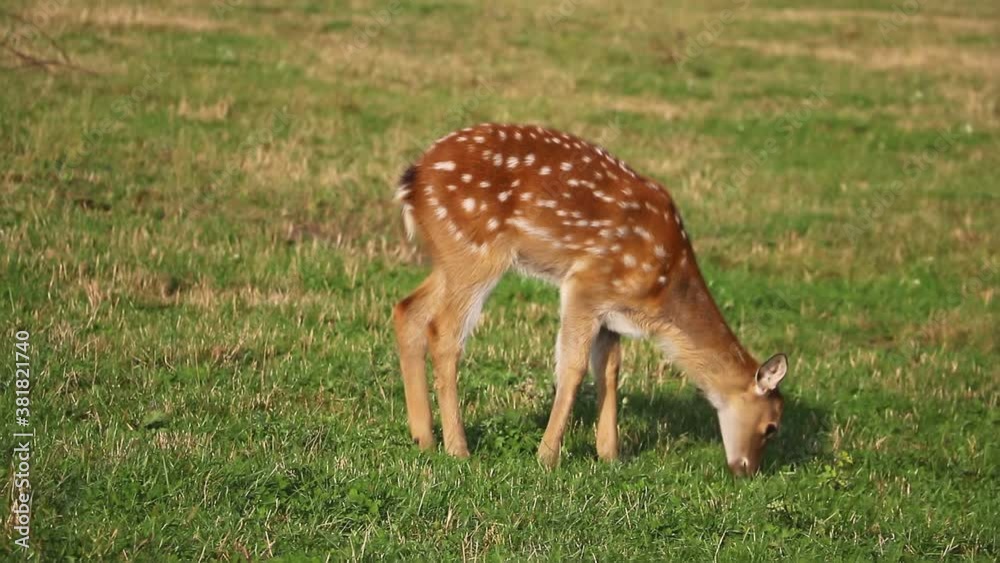 A young small sika deer nibbles the grass. A young small sika deer nibbles the grass.