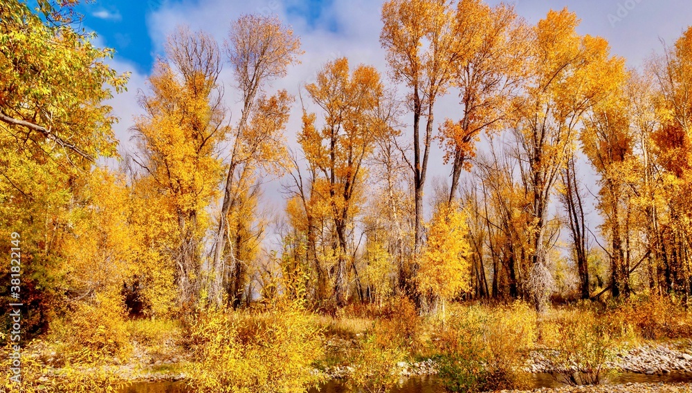 The beautiful autumn golden foliage of cottonwood trees in Teton National Park, Jackson Hole, Wyoming.