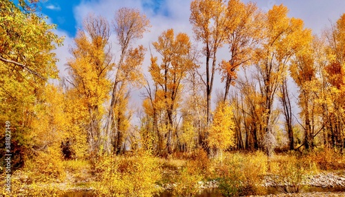 The beautiful autumn golden foliage of cottonwood trees in Teton National Park, Jackson Hole, Wyoming.