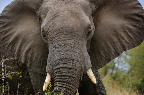 African Bush Elephant (Loxodonta africana). Greater Kruger National Park (GKNP). Mpumalanga. South Africa.