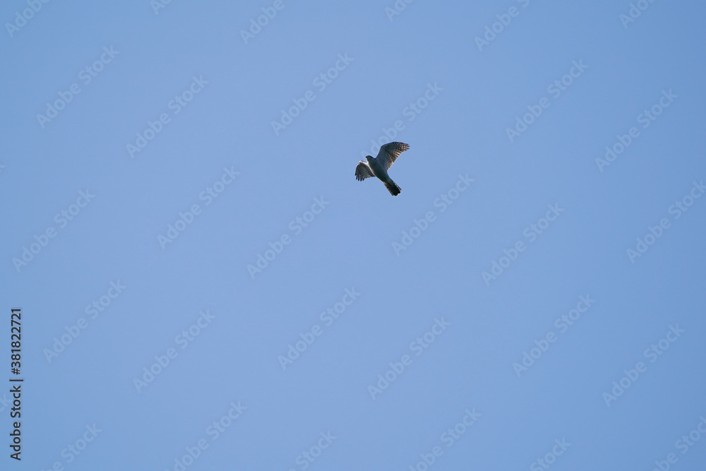 grey faced buzzard in flight