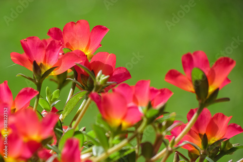Beautiful red flowers in a bunch in sunlight with green blur background © Sandeep