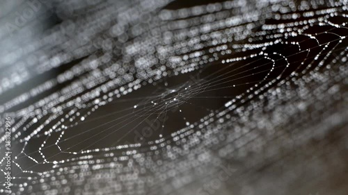 The cobweb is scrolled by the wind. Spider on a black background