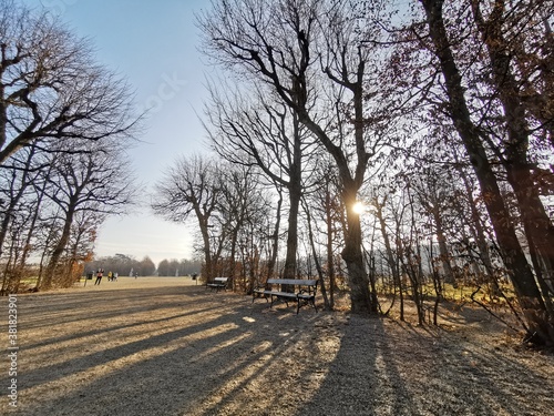 trees in the park in winter