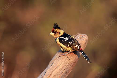 The crested barbet (Trachyphonus vaillantii) sitting on a dry branch. A colorful mighty songbird with a tuft with a very colorful background. photo