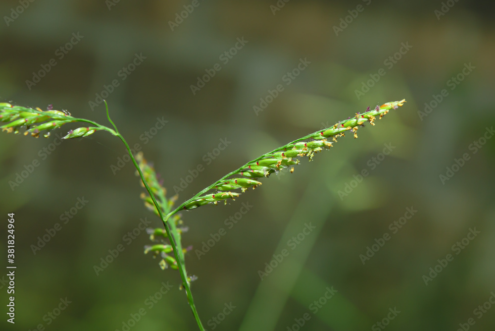 Some pollen that has already bloomed