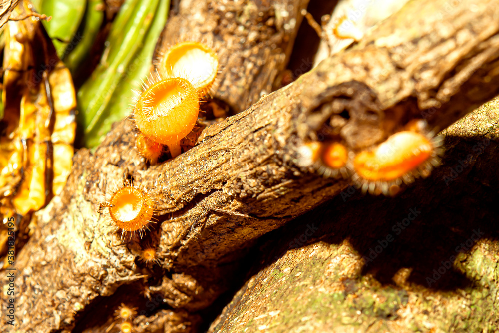 The Champion Mushroom is growing on the tree. The Champion Mushroom is growing on the tree.