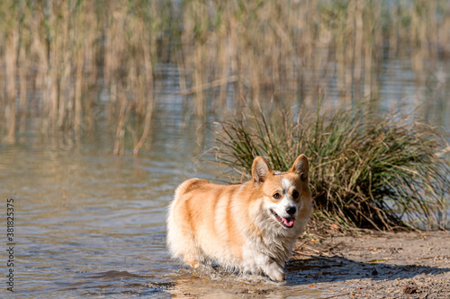 Welsh Corgi Pembroke on the lake beach, wet dog