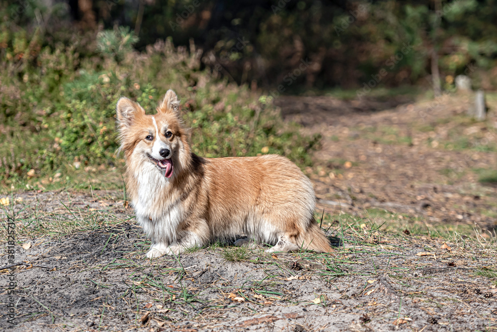 portrait of a red welsh corgi pembroke dog in the forest on a sunny summer day