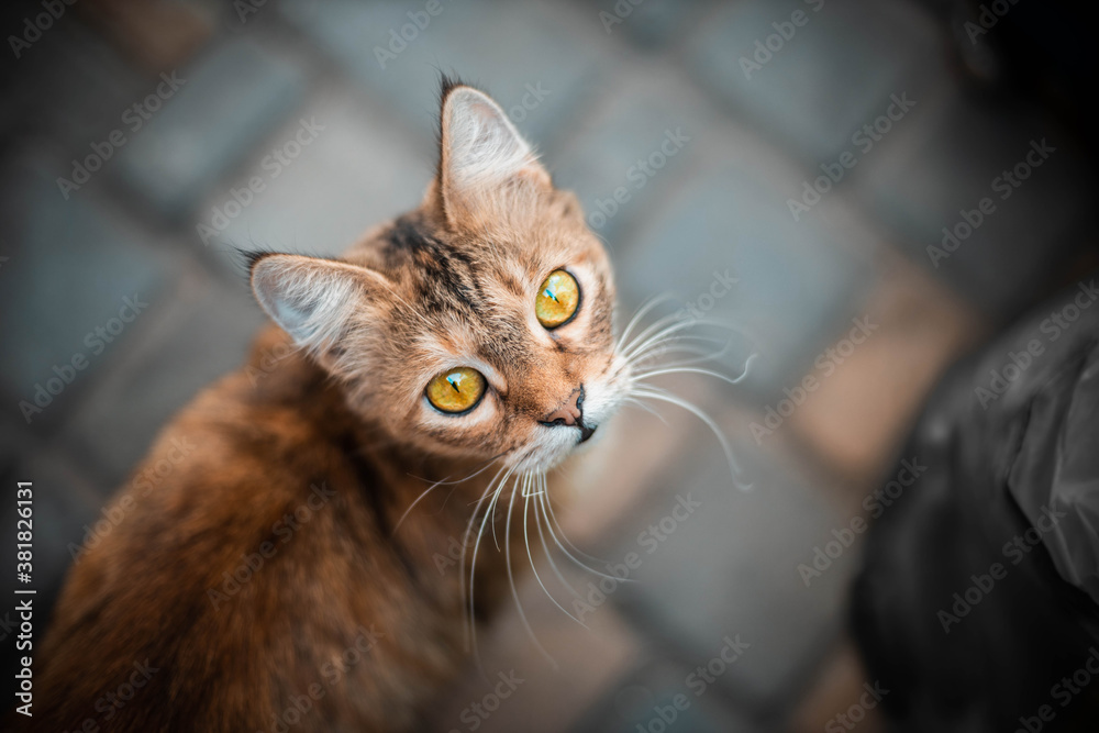 A cute brown cat sits on the street and looks at the camera. A fluffy pet with yellow eyes looks at the camera. Top view, flat lay.