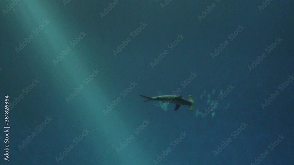 Hammerhead Shark Swimming Past Other Fish into the Depths of the Blue Sea Hammerhead Shark Swimming Past Other Fish into the Depths of the Blue Sea