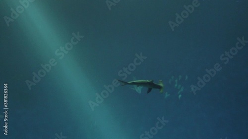 Hammerhead Shark Swimming Past Other Fish into the Depths of the Blue Sea photo