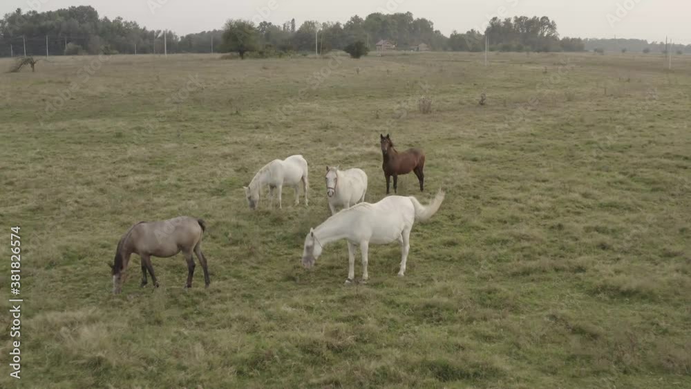 Beautiful horses in Bosnia with Mavic 2 pro Beautiful horses in Bosnia with Mavic 2 pro
