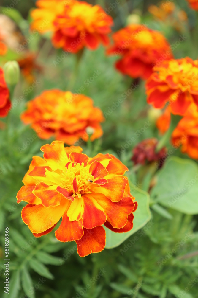 Orange marigolds growing in a garden