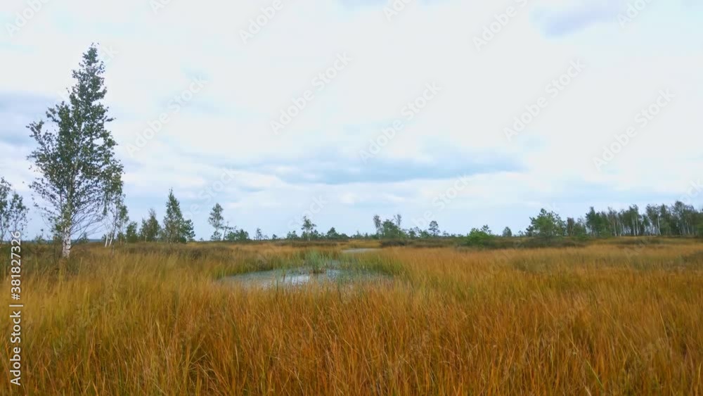 Beautiful yellow swamp on a windy autumn cloudy morning. Beautiful yellow swamp on a windy autumn cloudy morning.