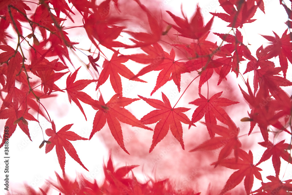 紅葉のカエデ 紅葉のカエデ
