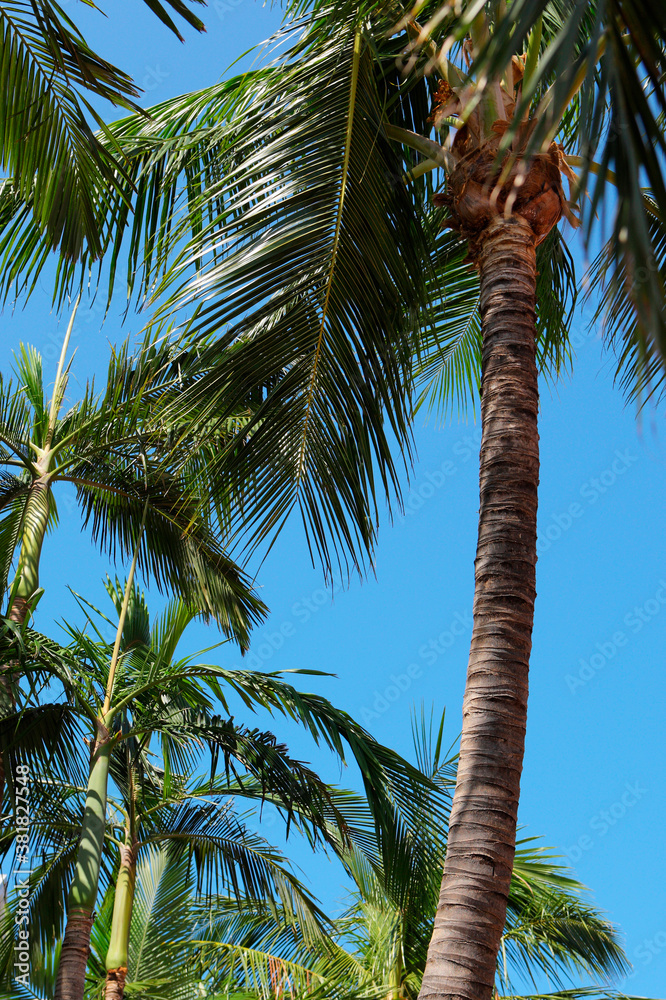 Fototapeta premium ヤシの木