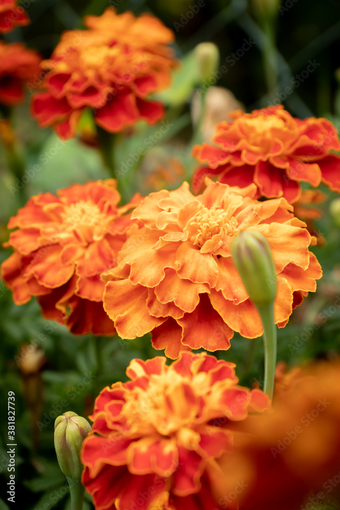 Bright orange marigolds growing in a garden in Germany. Bright orange marigolds growing in a garden in Germany.