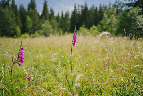 Gladiolus imbricatus plant in natural habitat photo