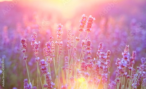 Blooming violet lavender field on sunset sky.